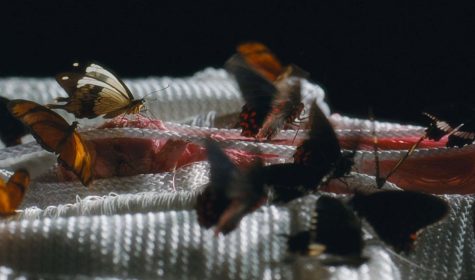 Gisante---Une-Re.Naissance-(A-DE-SAINT-BLANQUAT)1 Gisante---Une-Re.Naissance-(A-DE-SAINT-BLANQUAT)1