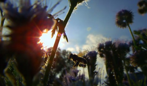 (JM POULICHOT) APIS MELLIFERA (2)