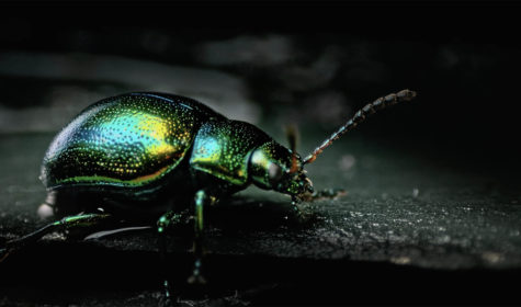 (JM POULICHOT) INSTECTES (1)