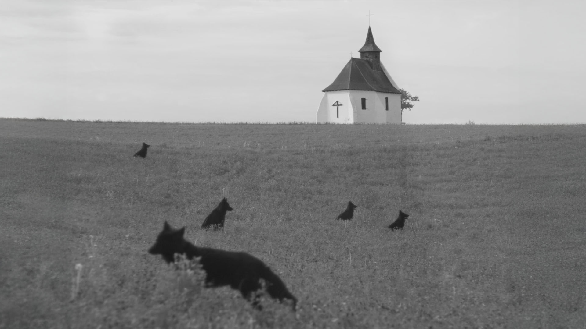 (D DELPUTTE) AMENRA (1)