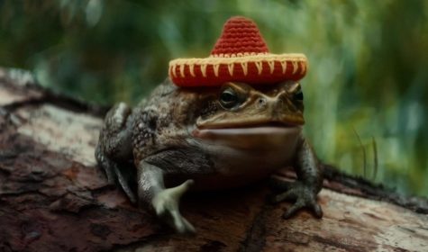 (J PRAHL) TODD AND THE TOAD (2)